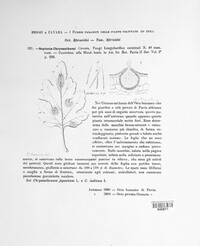 Septoria chrysanthemella image